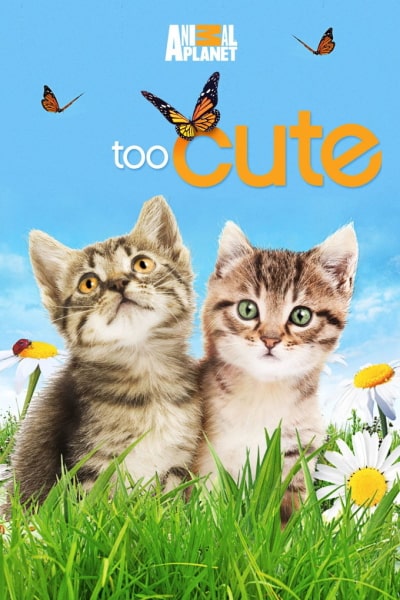 Too Cute - Season 1